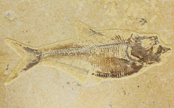 Bargain, Fossil Fish (Diplomystus) - Green River Formation #136806